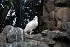 ueno_zoo_3367_mini.jpg