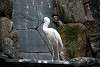 ueno_zoo_3368_mini.jpg