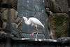 ueno_zoo_3369_mini.jpg