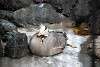 ueno_zoo_3371_mini.jpg