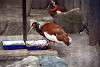 ueno_zoo_3374_mini.jpg