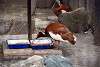 ueno_zoo_3375_mini.jpg