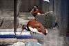 ueno_zoo_3376_mini.jpg