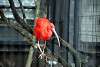ueno_zoo_3379_mini.jpg