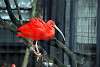 ueno_zoo_3381_mini.jpg