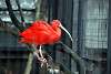 ueno_zoo_3382_mini.jpg