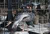 ueno_zoo_3383_mini.jpg