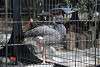ueno_zoo_3384_mini.jpg