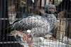 ueno_zoo_3385_mini.jpg