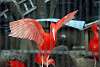 ueno_zoo_3386_mini.jpg