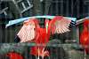 ueno_zoo_3387_mini.jpg