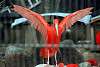 ueno_zoo_3396_mini.jpg