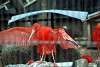 ueno_zoo_3399_mini.jpg