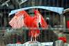 ueno_zoo_3400_mini.jpg
