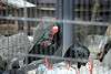 ueno_zoo_3402_mini.jpg