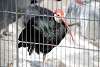 ueno_zoo_3403_mini.jpg