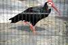 ueno_zoo_3404_mini.jpg