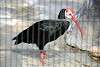 ueno_zoo_3405_mini.jpg
