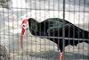ueno_zoo_3410_mini.jpg