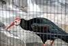 ueno_zoo_3411_mini.jpg