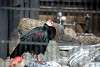 ueno_zoo_3412_mini.jpg