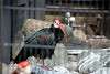 ueno_zoo_3413_mini.jpg
