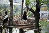 ueno_zoo_3418_mini.jpg