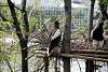 ueno_zoo_3419_mini.jpg