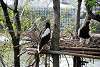 ueno_zoo_3420_mini.jpg