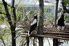 ueno_zoo_3421_mini.jpg