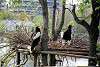 ueno_zoo_3422_mini.jpg