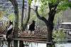 ueno_zoo_3423_mini.jpg