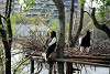 ueno_zoo_3424_mini.jpg