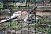 ueno_zoo_3426_mini.jpg