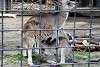 ueno_zoo_3428_mini.jpg