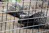 ueno_zoo_3429_mini.jpg
