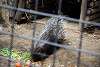 ueno_zoo_3431_mini.jpg