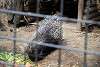 ueno_zoo_3432_mini.jpg