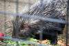 ueno_zoo_3433_mini.jpg