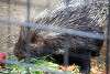 ueno_zoo_3434_mini.jpg