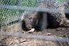 ueno_zoo_3436_mini.jpg