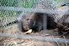 ueno_zoo_3437_mini.jpg