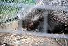 ueno_zoo_3438_mini.jpg