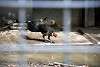 ueno_zoo_3439_mini.jpg
