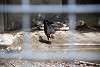 ueno_zoo_3440_mini.jpg
