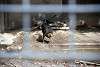 ueno_zoo_3442_mini.jpg