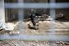 ueno_zoo_3443_mini.jpg
