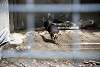 ueno_zoo_3444_mini.jpg