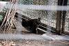 ueno_zoo_3446_mini.jpg