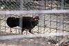 ueno_zoo_3447_mini.jpg